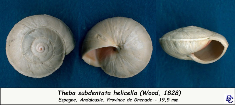 Theba subdentata helicella (Wood, 1828) Theba_25