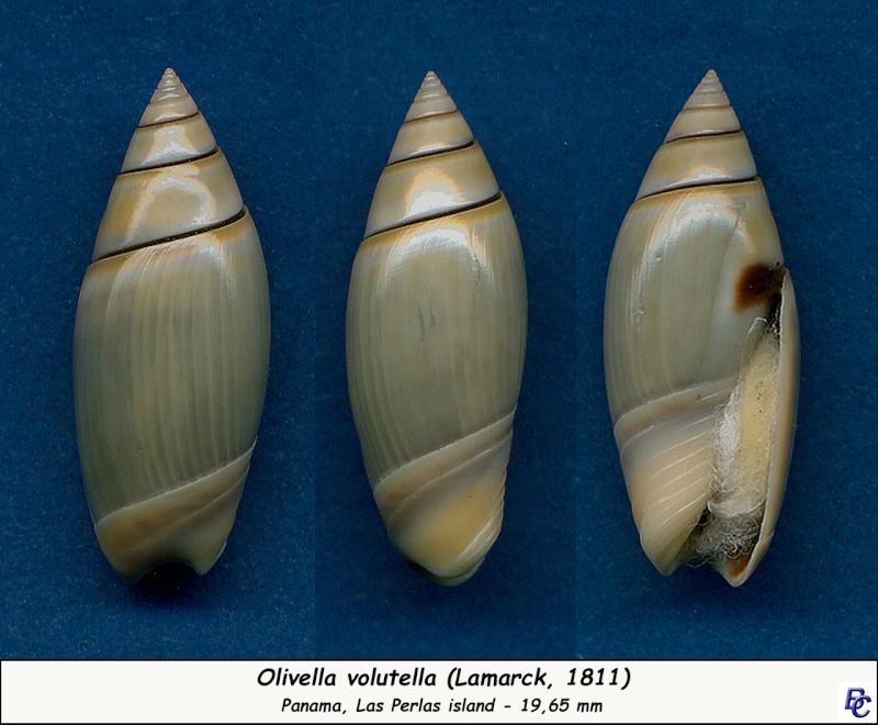 Olivella volutella (Lamarck, 1811) ou Lamprodoma volutella (Lamarck, 1811) Volute10