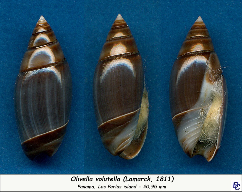 Olivella volutella (Lamarck, 1811) ou Lamprodoma volutella (Lamarck, 1811) Volute11