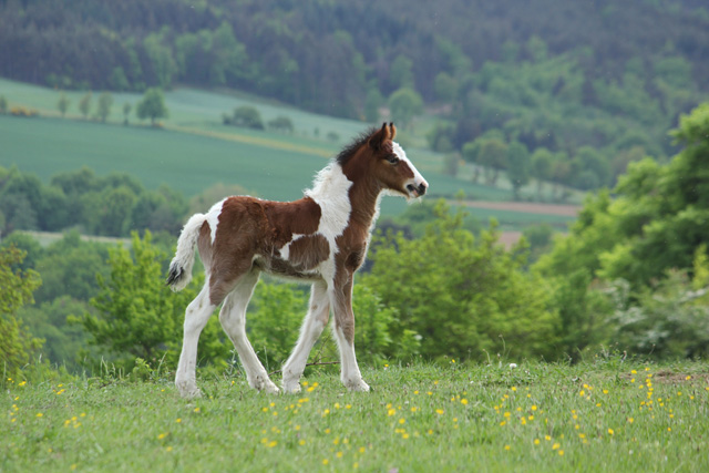 Fiss du Pré d'Iliade 534610