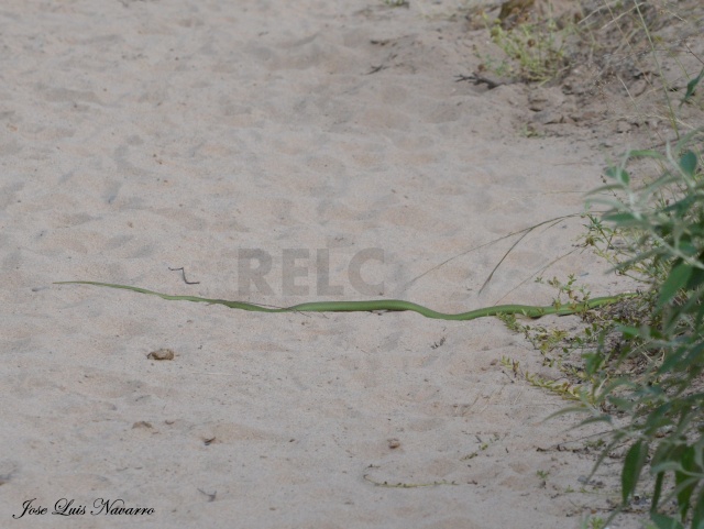 Culebra verde  (Philodryas aestiva) Dsc_0026