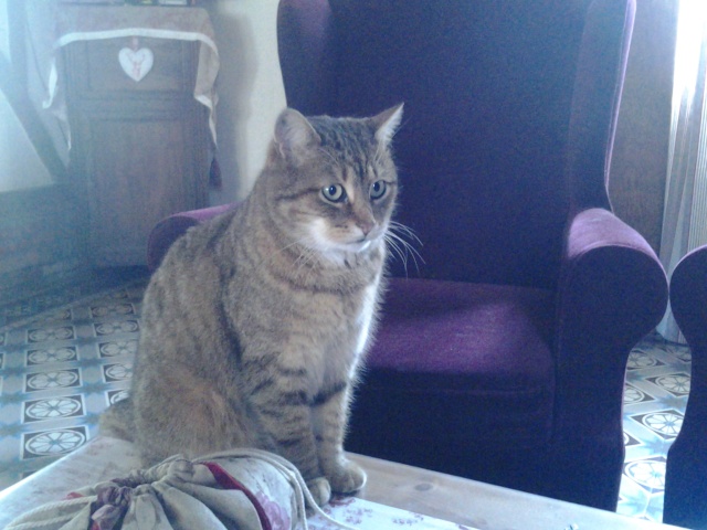 Minou / Léo, chat tigré libre, gentil, trop pour rester dehors, cherche un doux foyer ! --> accueilli par Christèle et sa famille ! Merci !! 20150314