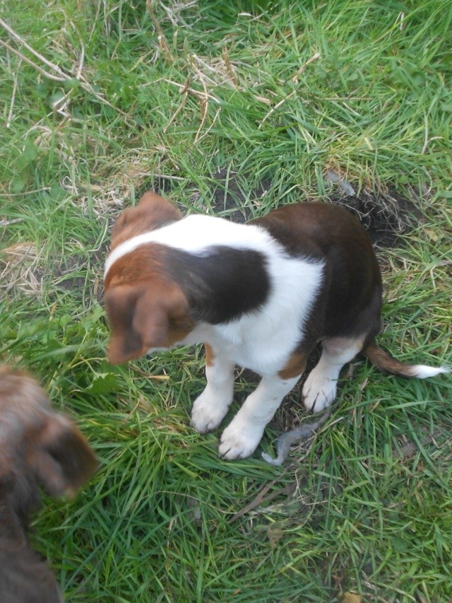 Jetset mâle griffon vendéen croisé jack russell, (vagabond) Dscn3714