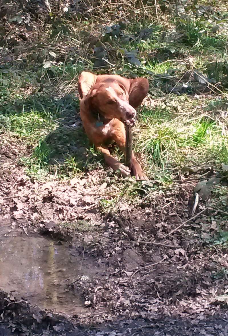 Tiger - podenco de 2ans - Page 34 20150418