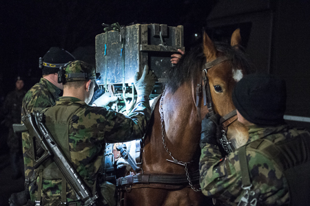 Animaux soldats - Page 5 8113