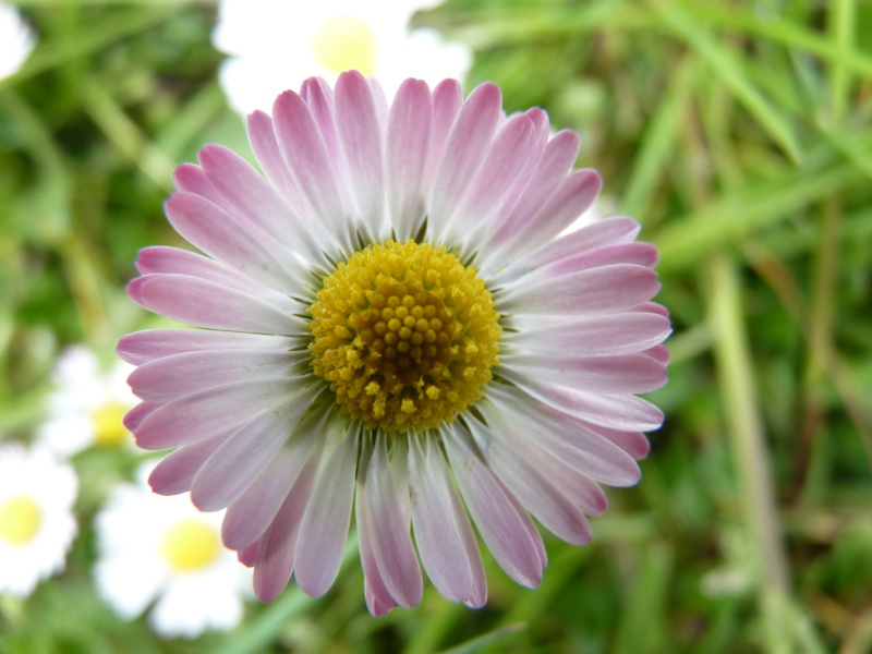 Les couleurs dans la nature. Une photo par jour... - Page 18 Fleurs14