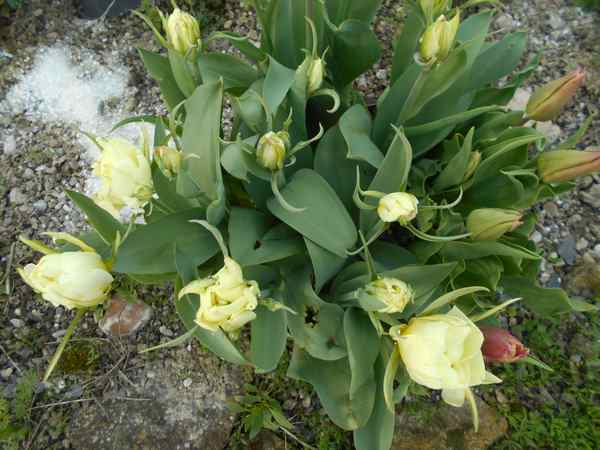 tulipes Tulipe20