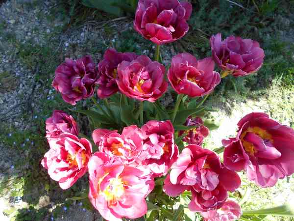 tulipes - Page 3 Tulipe22