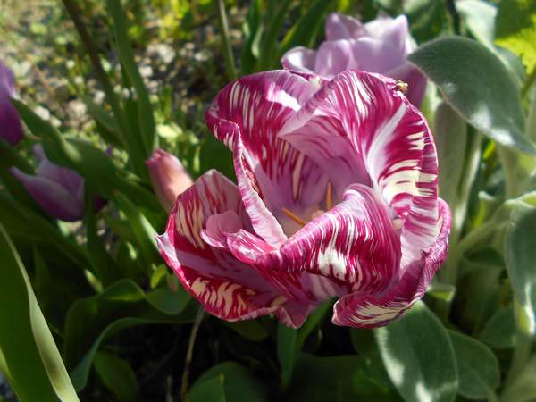 tulipes - Page 3 Tulipe26