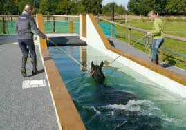 Les chevaux aiment se baigner! Inbex10