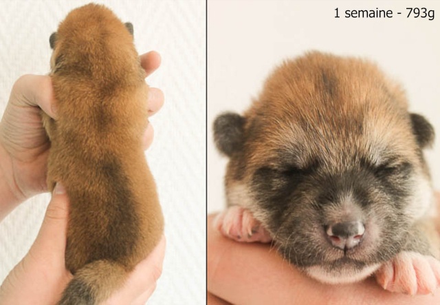 Naissance d'Akita Inu pour le mois de mai ! - Page 3 Baloo11