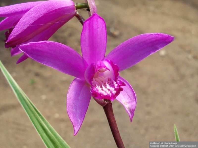 Orchideen 2011 - 2015 Teil 1 - Seite 92 Japano10