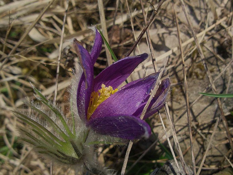 Erste Frühlingsboten im Garten und in Wald und Flur - Seite 21 Kychen12