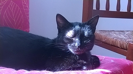 Kaeloo, mini chatte noire, née en juillet 2014 Kaeloo12