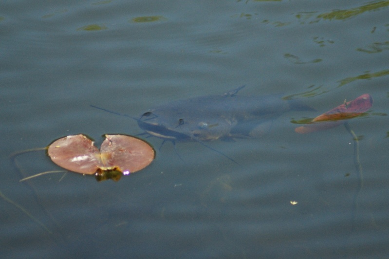 Poisson.... Longue15
