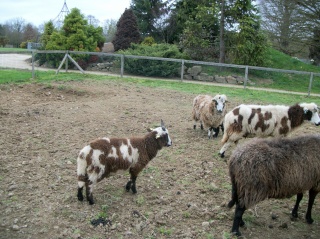 Dessinez-moi un mouton ? Photo171