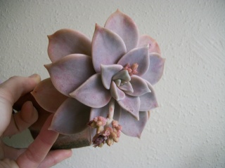 Graptopetalum paraguayense - Page 2 Photo_30