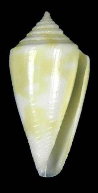 Conus (Dauciconus) flavescens   GB Sowerby I, 1834 89471711