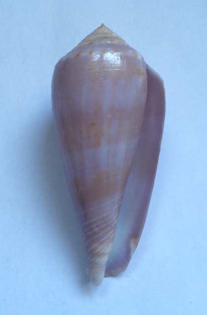 Conus (Afonsoconus) kinoshitai f.calliginosus  (Shikama, 1979) Img_0113