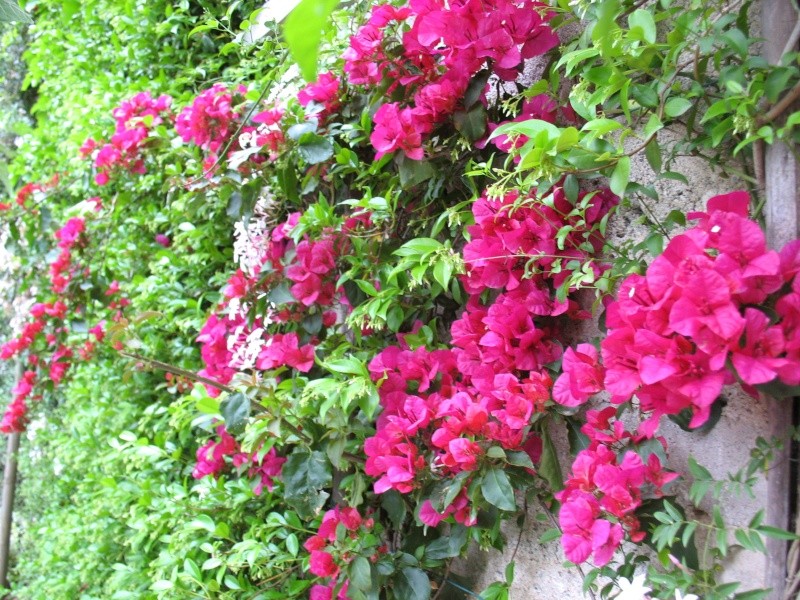 J'aime les jardins - Page 2 Bougai11