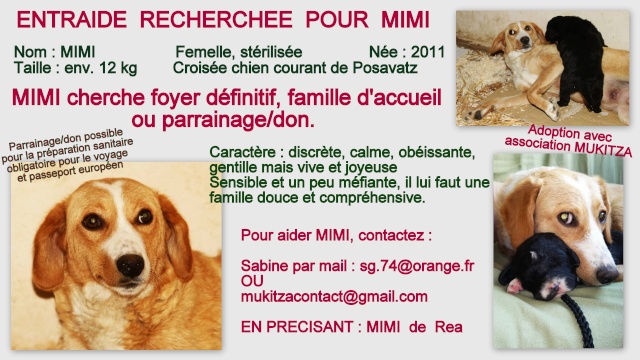 MIMI - Née 2011 - 12 kg - ex chienne errante aimerait trouver sa famille - (REAA) Fiche_29