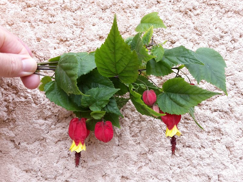 Abutilon megapotamicum 20190519