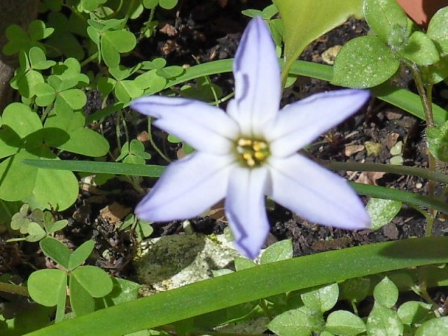 Chionodoxa luciliae, Gloire des neiges Sdc15610