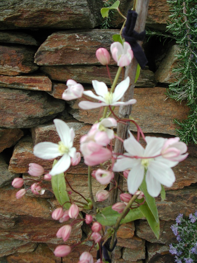 Clematis armandii - clématite d'Armand - Page 3 Dscn4810