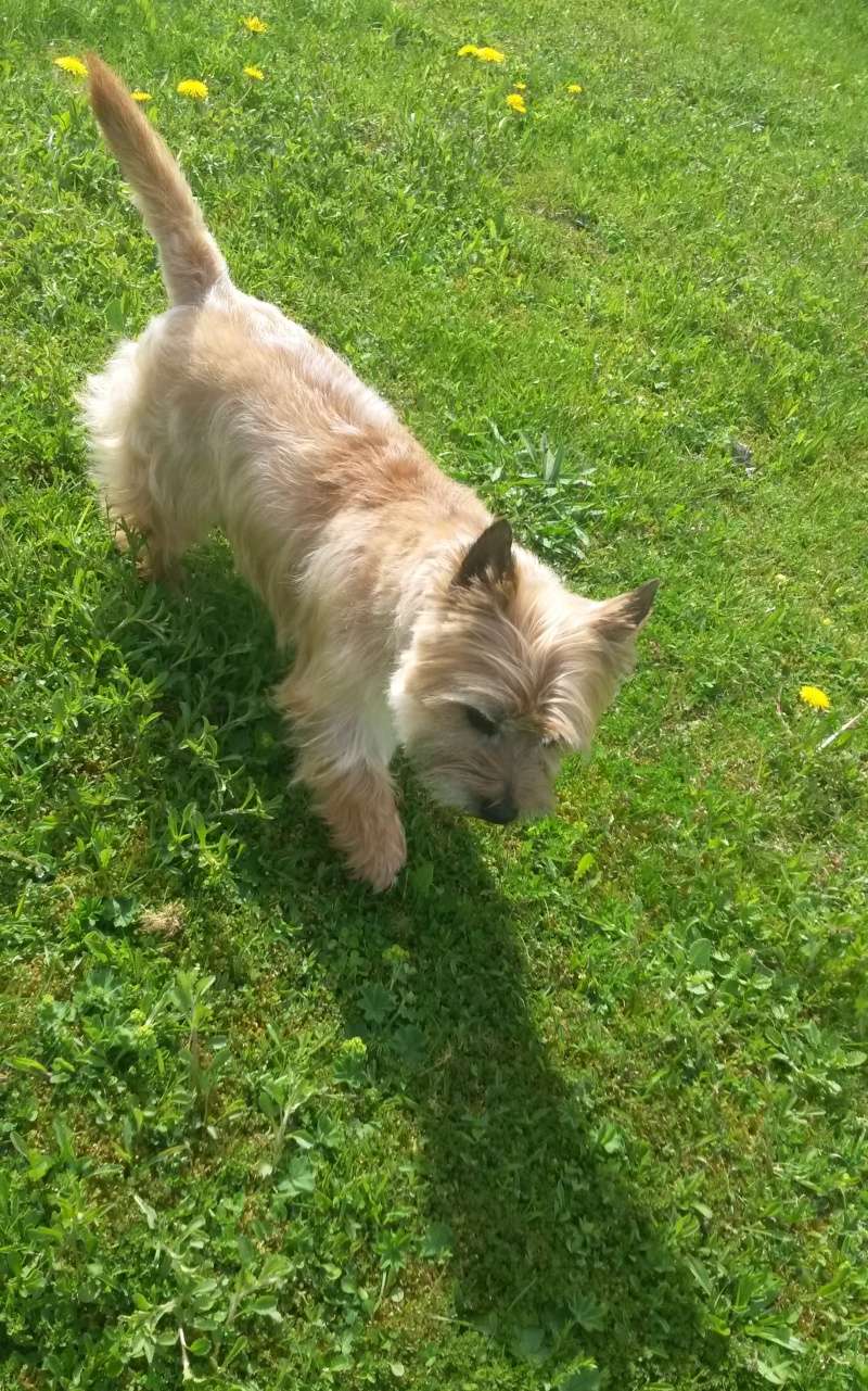 cairn terrier lof a placer d urgence!! Chips_10