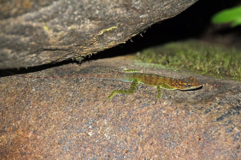 Guadeloupe début mars 20anol10