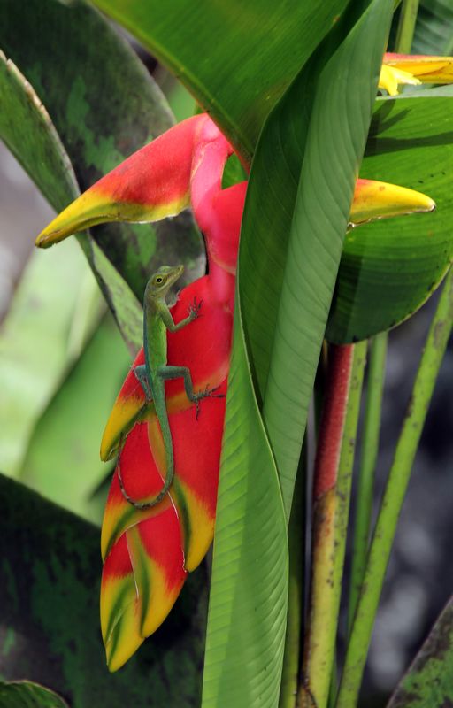 Guadeloupe début mars 30anol10