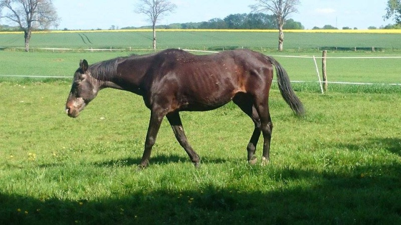 cheval - Gamin Cheval O.N.C adopté  par Matcheck 11253811