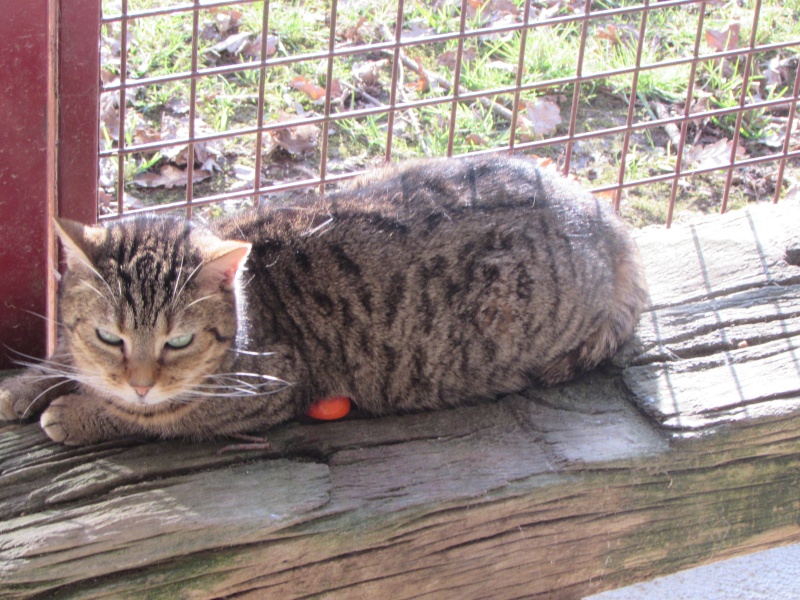 LA CHATTERIE SOUS LE SOLEIL Img_4420