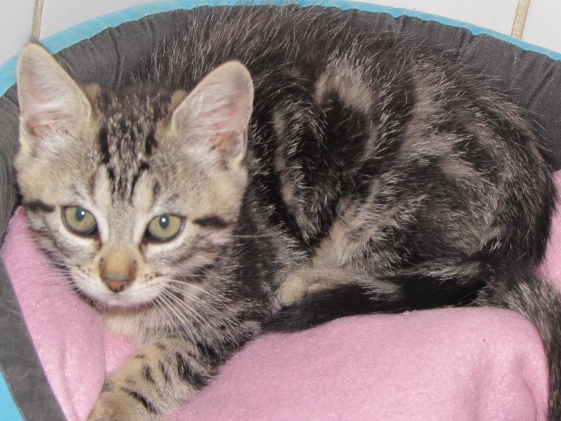 ADOPTION DE PRALINE ET ARTHUR Pralin14