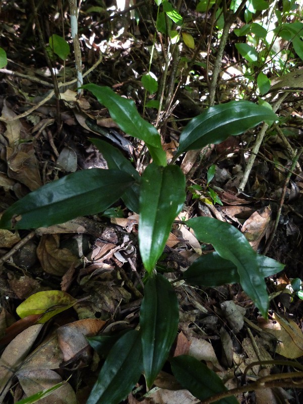 Platylepis..... densiflora... ? 058111