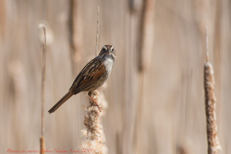 Bruant des marais Img_1212