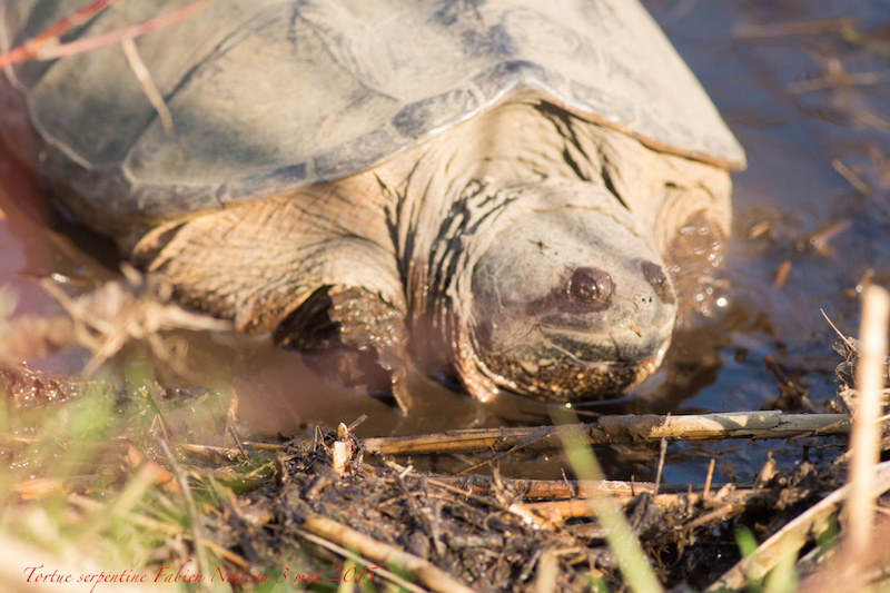 Tortue serpentine Img_1411