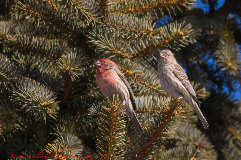 Couple de roselins f. Img_9910