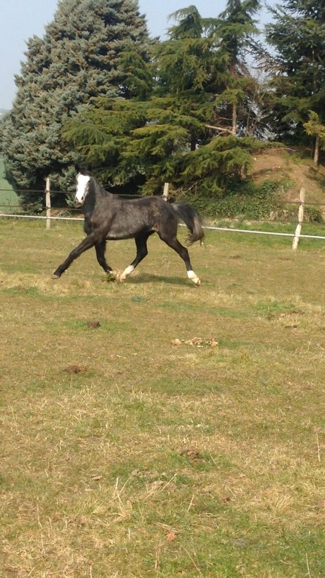 (Dept 15) Lucky (ex Beny), SF x Apaloosa et Camille (Oléron) (Déc 2011) - Page 2 Img_2916