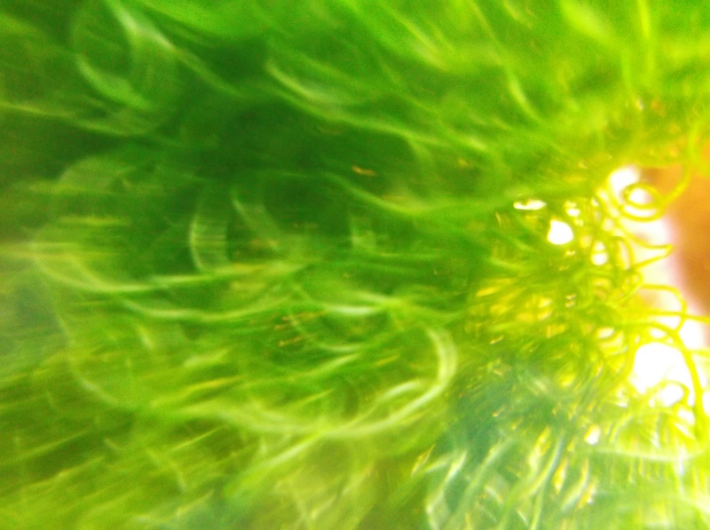 Macro algae Macro shots Dscf1510