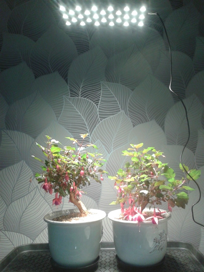Indoor Bonsai under LED lights. - Page 7 20150511