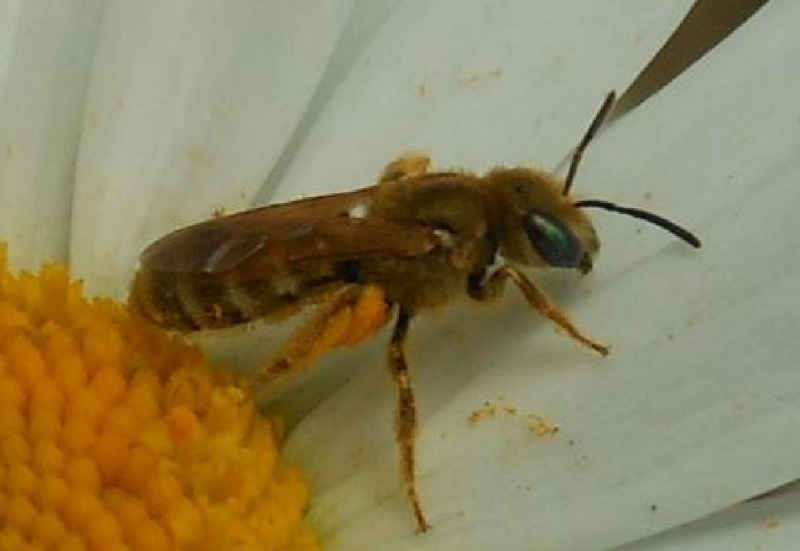 abeille dorée Selado10