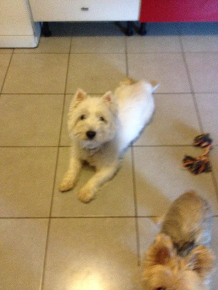  FROLIC - westies 12 ans (Asso Vieux-Os) REROUVE SA FAMILLE 11292010