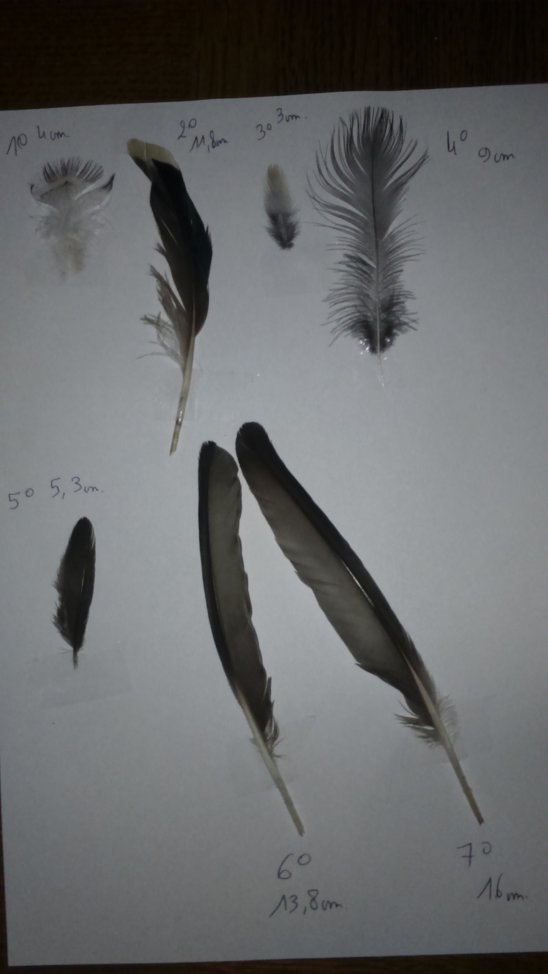 plumes a identifier trouvé 20/03/2015 Dsc_0017