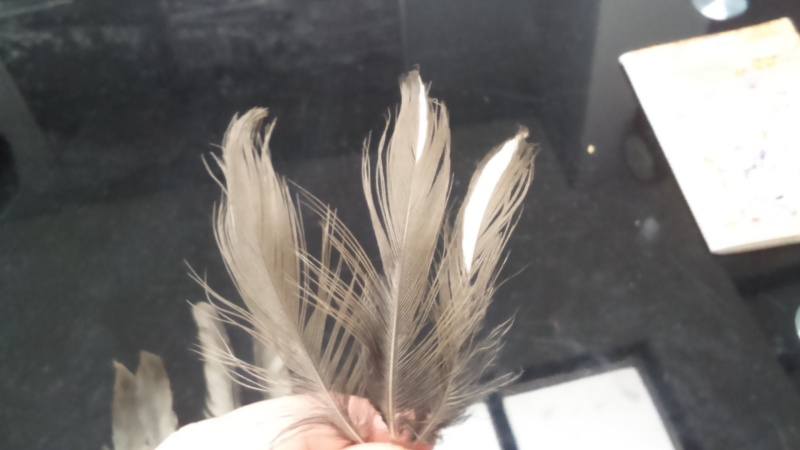plumes a identifier provenant d'un bois Dsc_0034