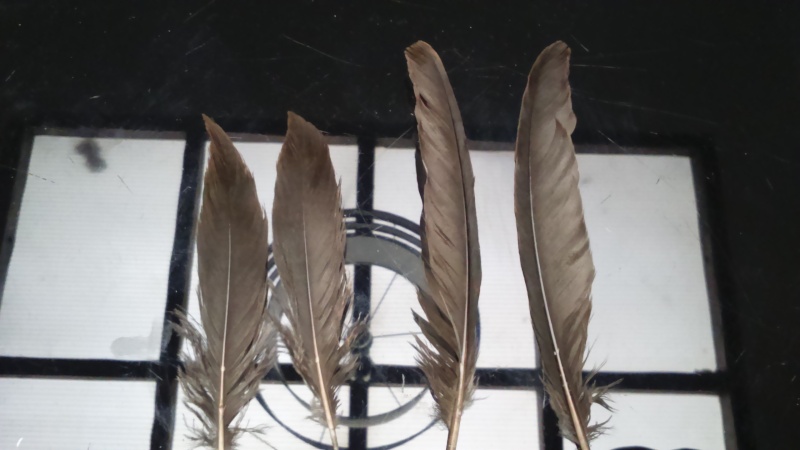 plumes a identifier provenant d'un bois Dsc_0035