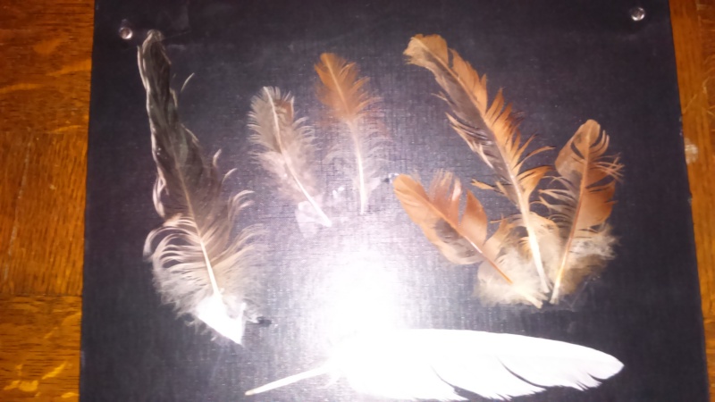 plumes trouvées dans un champ Dsc_0048