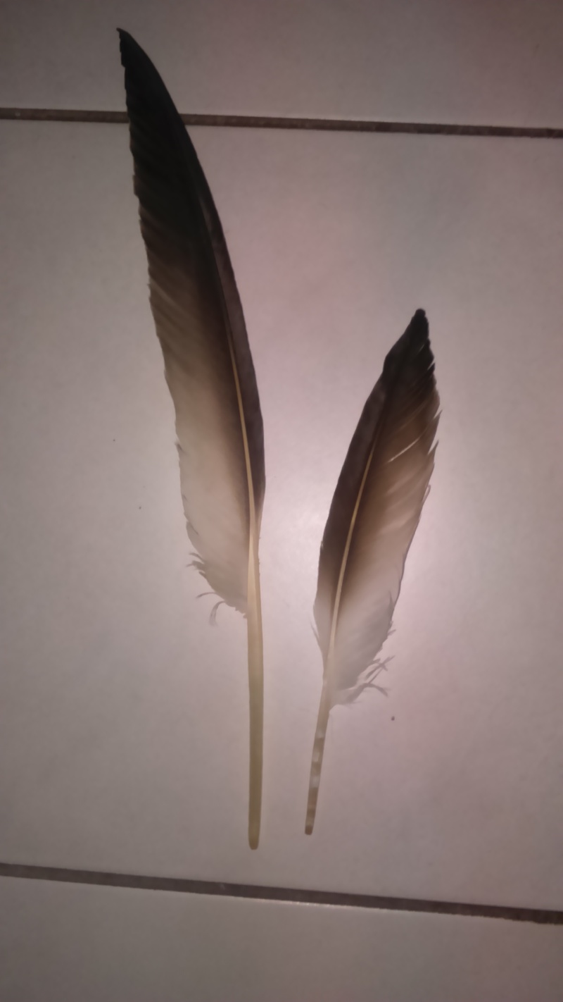 plumes trouvées dans les dunes du 62 Stella10
