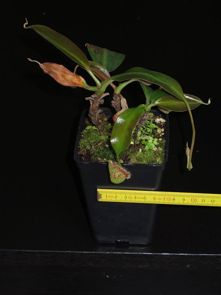 Nepenthes lowland à vendre - VENDUES - Raff_f10