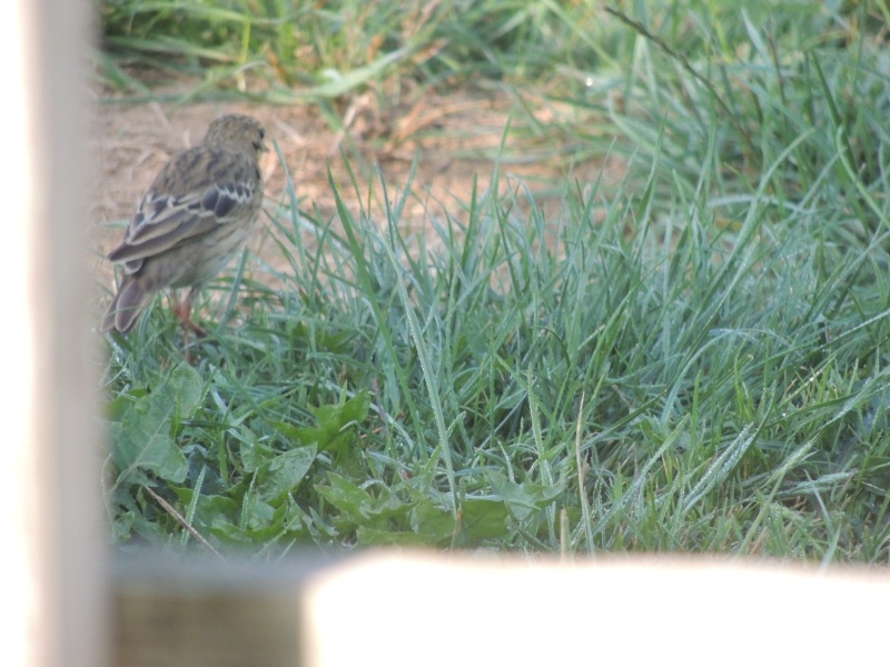 pipit farlouse ou des arbres Dscn1611